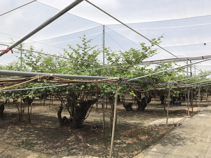 สวนพุทรา 90917_๑๗๑๐๐๙_0043