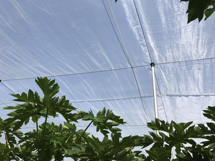 สวนมะละกอ 90917_๑๗๑๐๐๙_0056