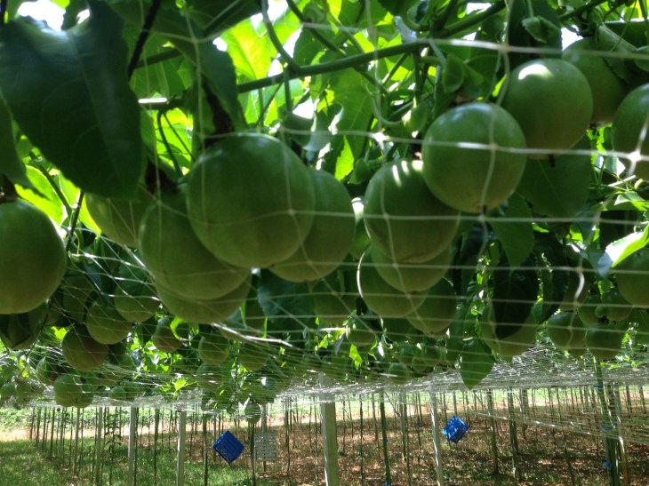 เสาวรส100917_๑๗๑๐๐๙_0026