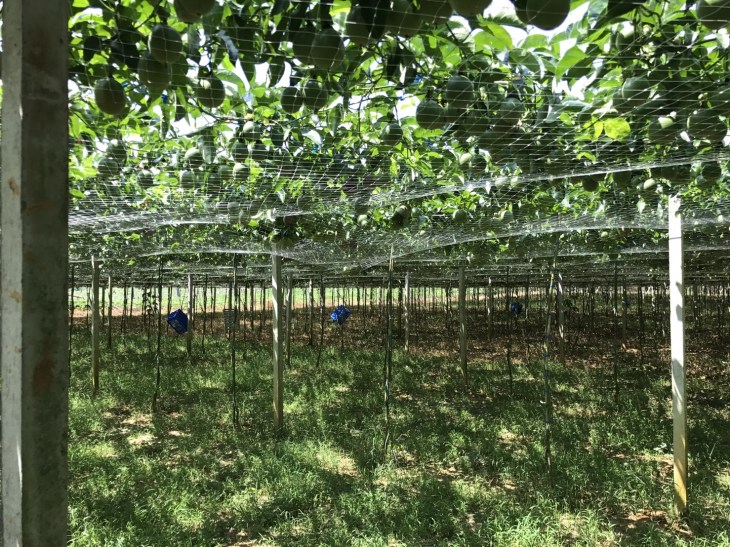 เสาวรส100917_๑๗๑๐๐๙_0106