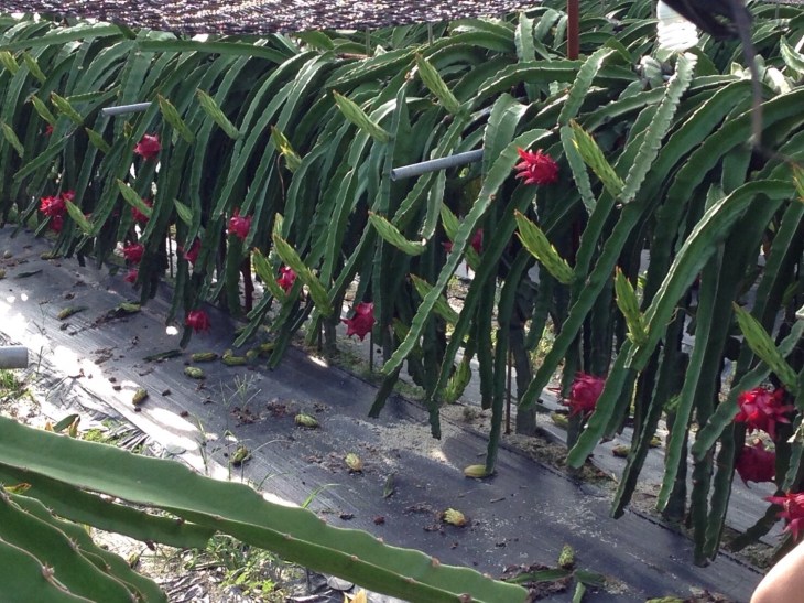 แก้วมังกร 9917_๑๗๑๐๐๙_0043