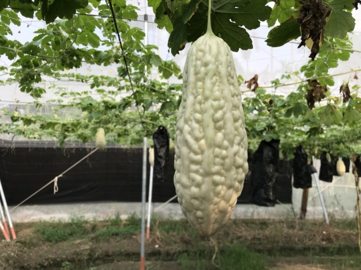 25600926_๑๗๑๐๐๙_0018